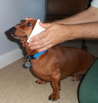 cold compress for dog ear hematoma